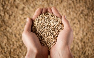 Types of Sacrifice in the Bible and What They Mean for Us, grain offering